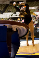 Florida @ Mizzou Women's Gymnastics `