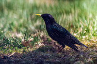 Birds